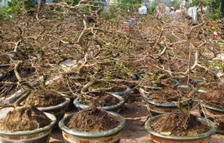 Chợ tết Cà Mau mua nhanh bán đắt - ảnh 5